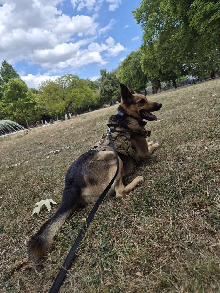 Hundetreffen-Gemeinsames spazieren gehen-Profilbild