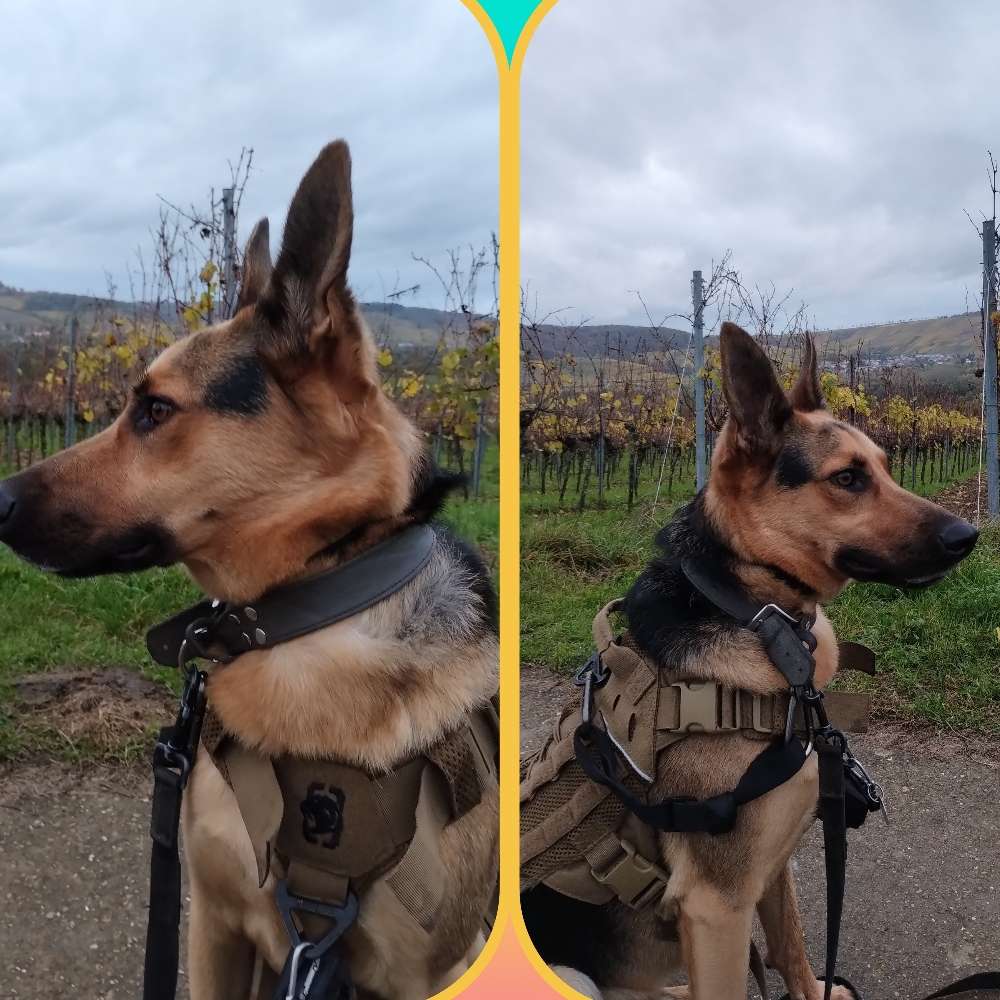 Hundetreffen-Training von Hundekontakt-Profilbild