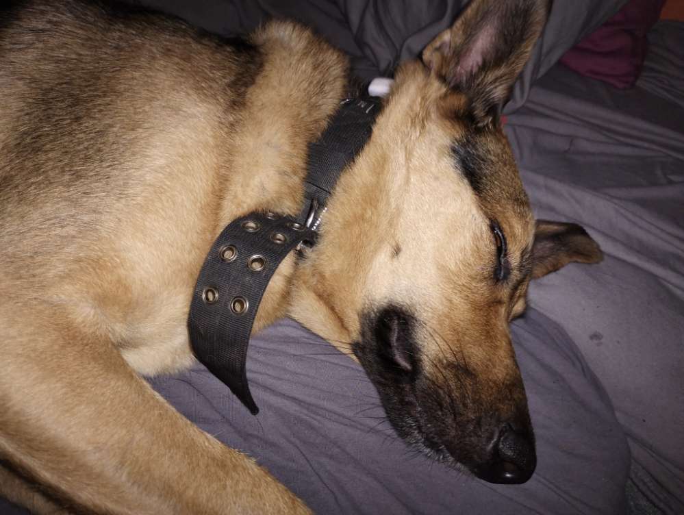 Hundetreffen-Training Hunde Treff-Profilbild