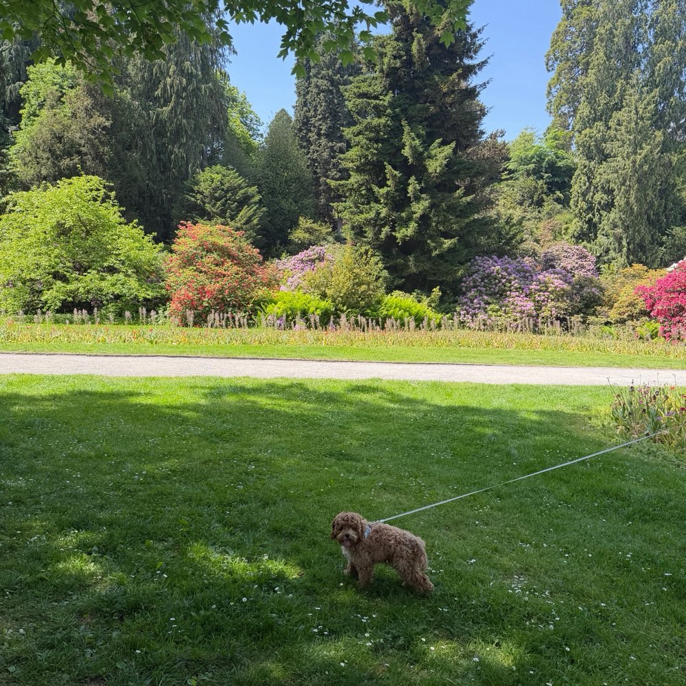 Hundetreffen-Junior short walk-Profilbild
