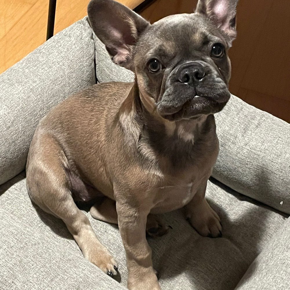 Hundetreffen-Gemeinsam Spazieren-Profilbild