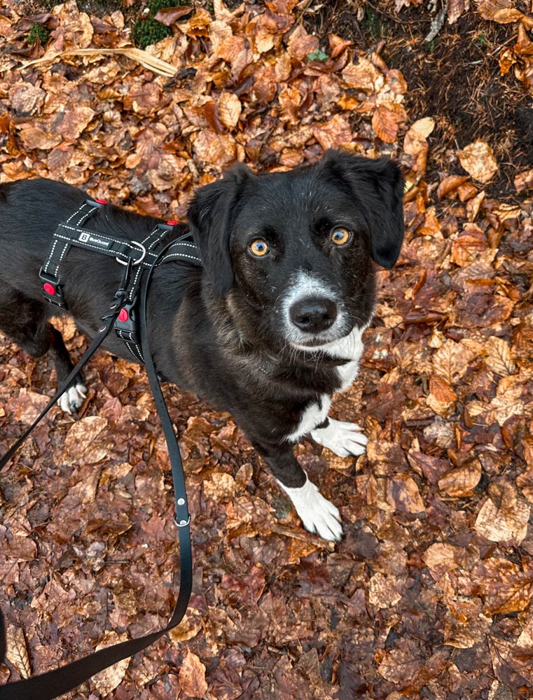 Hundetreffen-Neue Hundekontakte gesucht :)-Profilbild