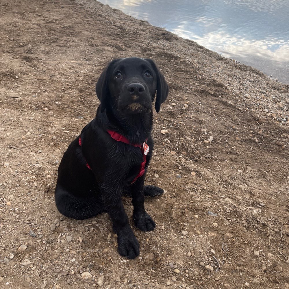 Hundetreffen-Welpentreffen zum austoben-Profilbild