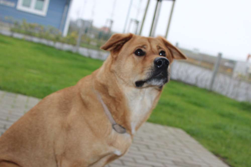 Hundetreffen-Zur Spielrunde-Profilbild