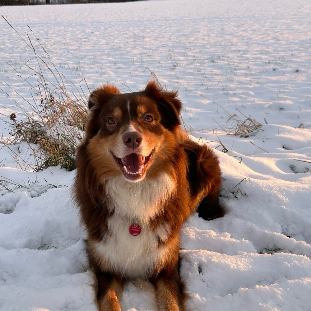 Hundetreffen-Hunde kennenlernen-Profilbild