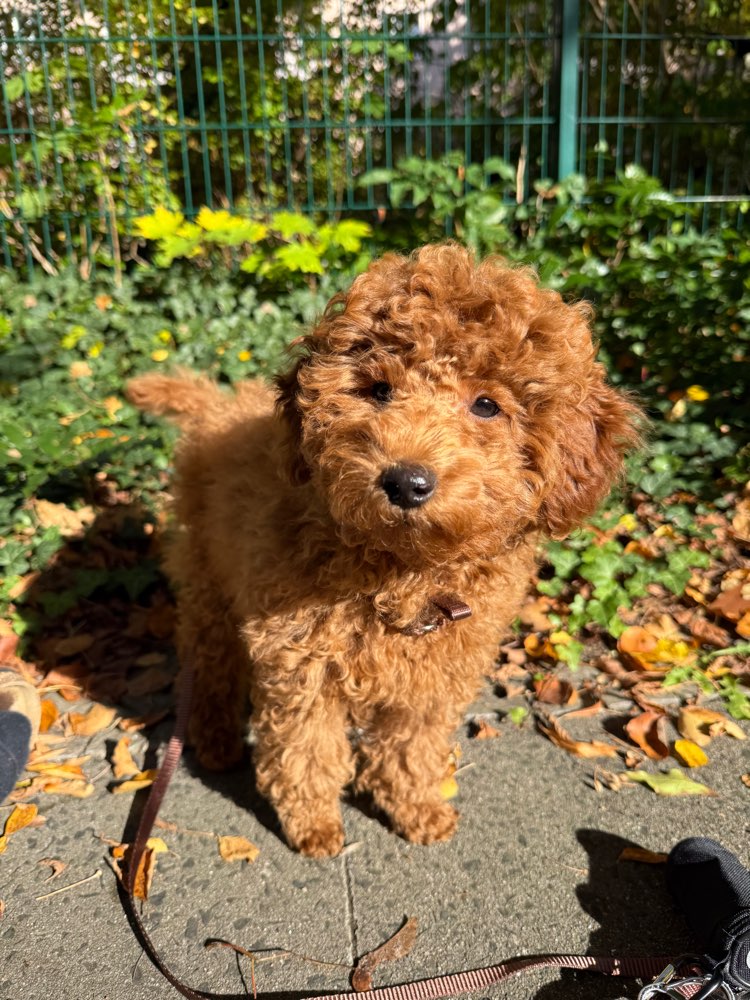 Hundetreffen-Welpe sucht Freunde-Profilbild