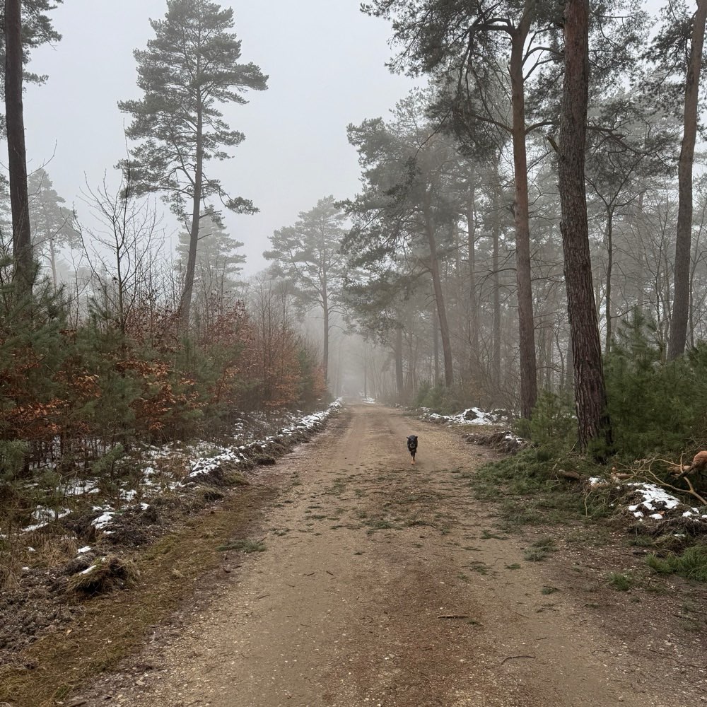Hundetreffen-Gassi- oder Spielrunde gesucht-Profilbild