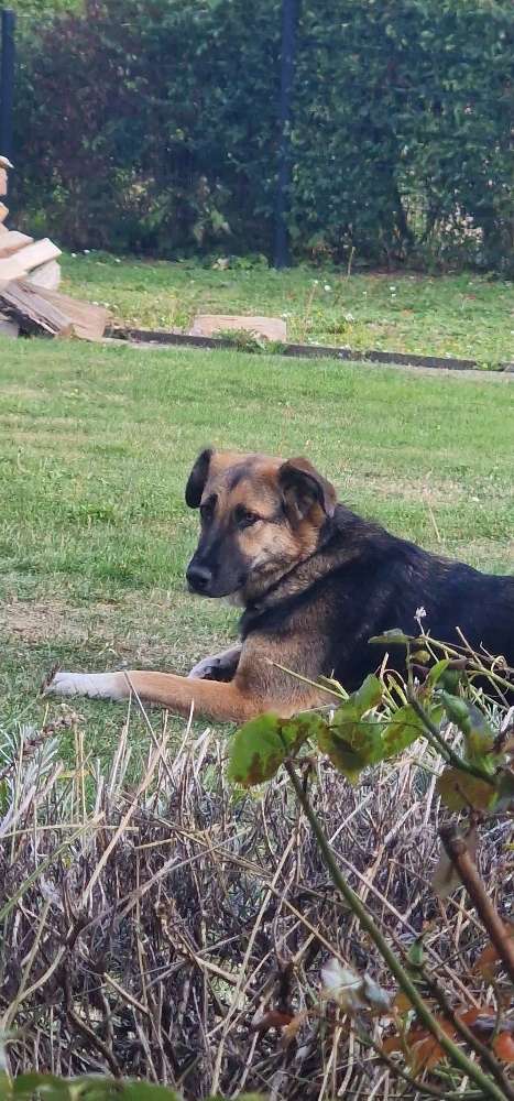 Hundetreffen-Spaziergang / Spiel-Profilbild