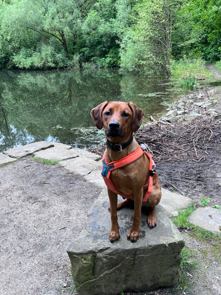 Hundetreffen-Spielkamerad für Fallou-Profilbild