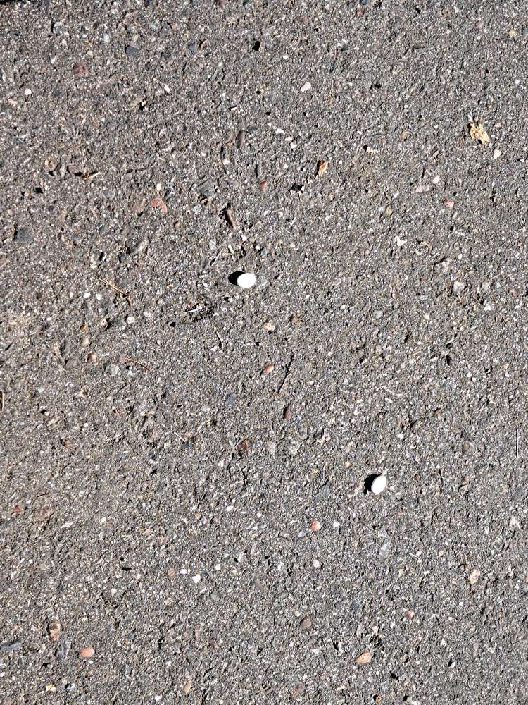 Giftköder-Tabletten-Profilbild