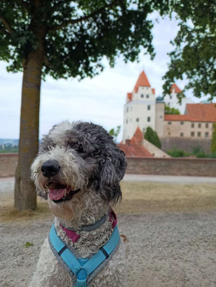 Hundetreffen-Regelmäßiger Gassipartner-Profilbild