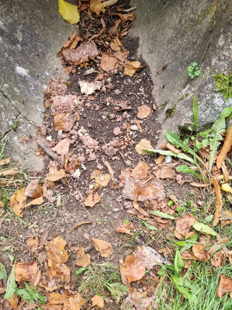 Giftköder-Dosenfutter in großen Mengen-Profilbild