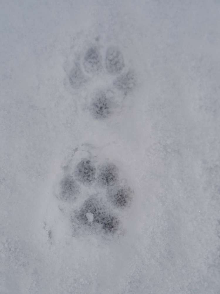 Hundetreffen-Hundegruppe-Profilbild