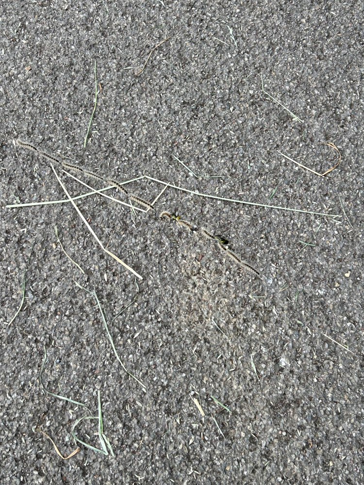 Giftköder-Eichenprozessionsspinner mitten auf dem Weg-Profilbild