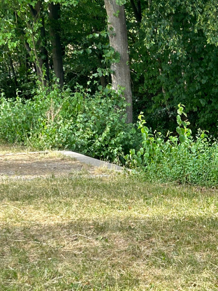 Giftköder-Weißes Pulver jetzt auch im Baumoval-Profilbild