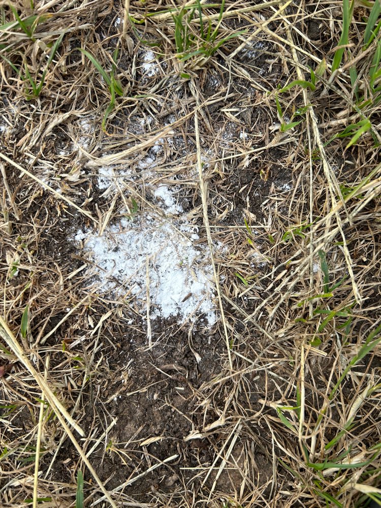 Giftköder-Weißes Pulver-Rattengift?-Profilbild