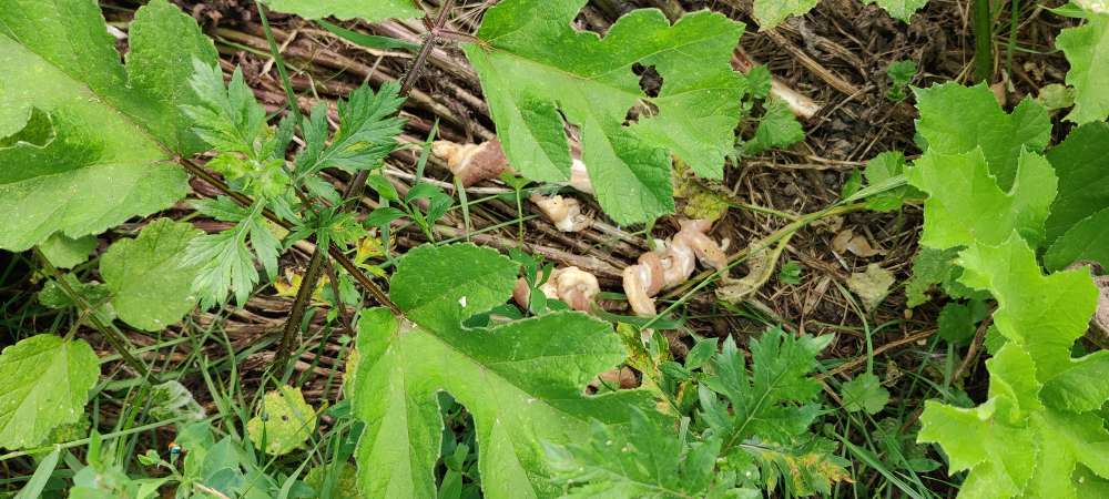 Giftköder-Eventuell Giftköder-Profilbild