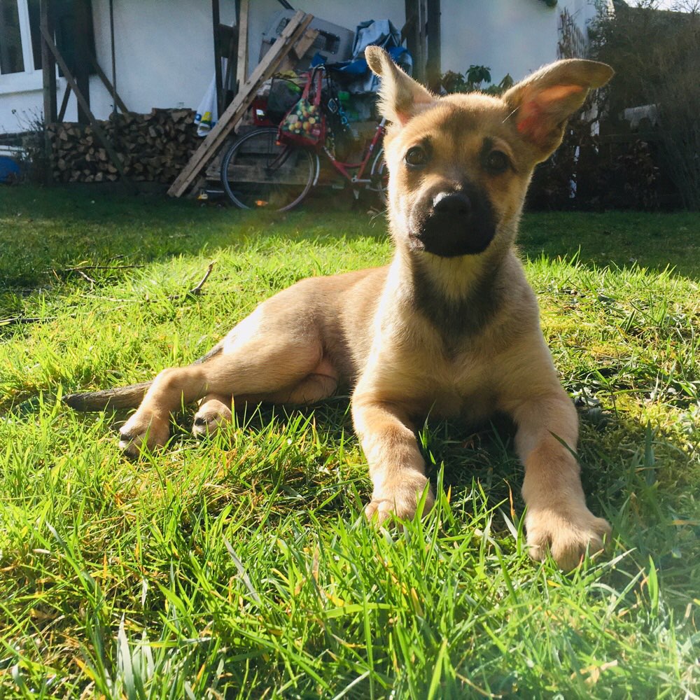 Hundetreffen-Welpentreff Ratingen-Profilbild