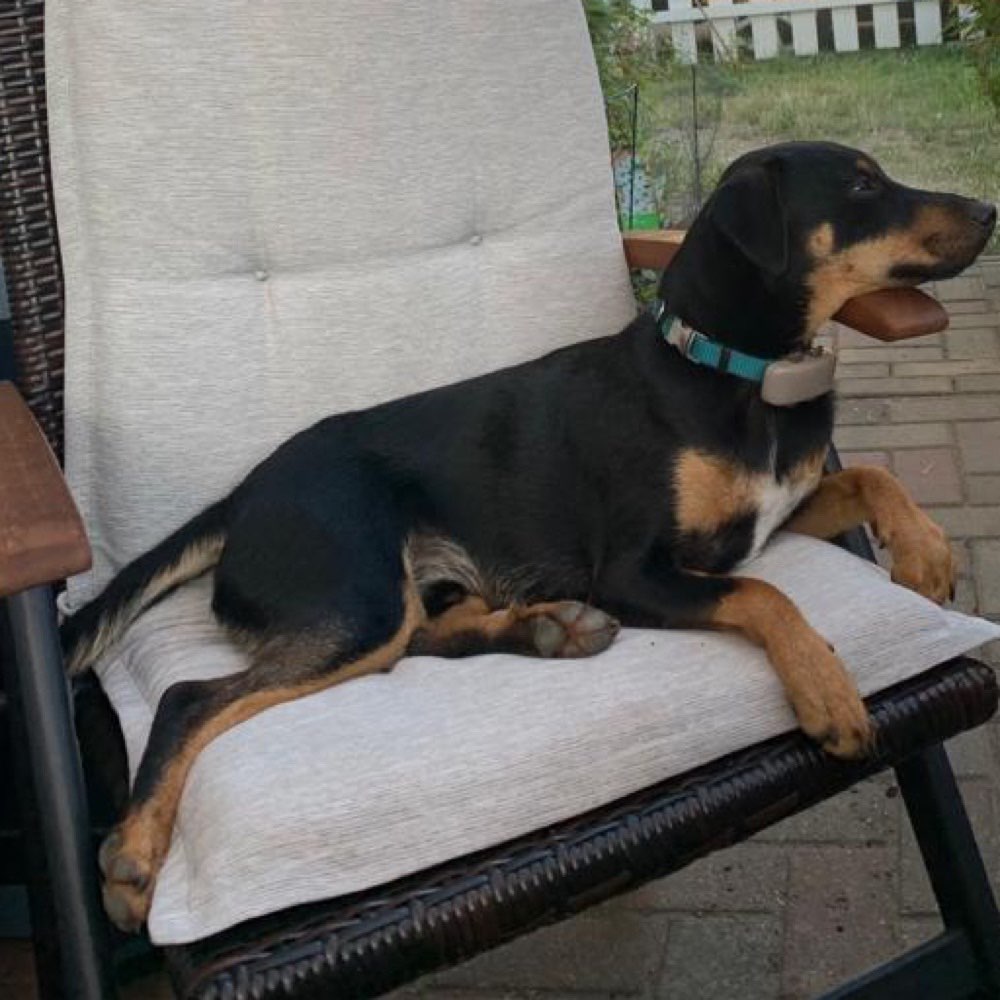 Hundetreffen-Spielgefährten gesucht-Profilbild