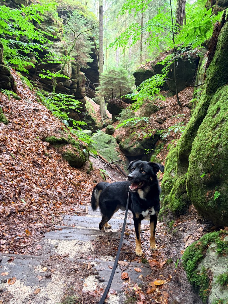 Hundetreffen-Rio sucht Spielgefährten-Profilbild