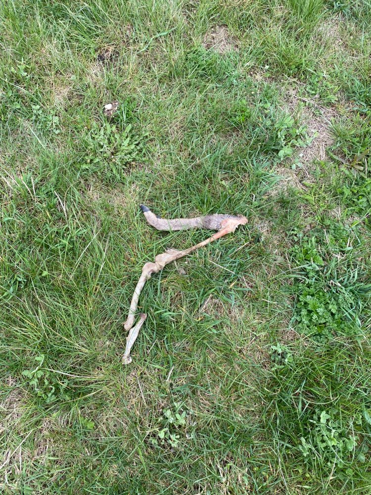 Giftköder-Rehbein-Profilbild