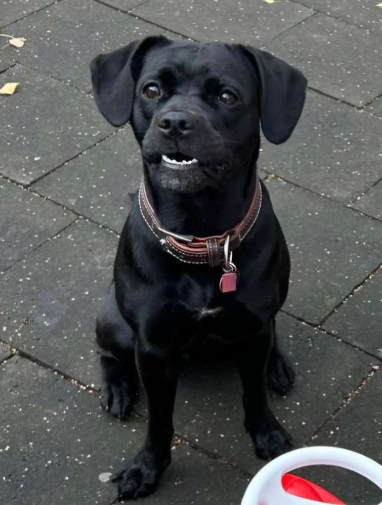 Hundetreffen-Gassi + toben + spielen-Profilbild
