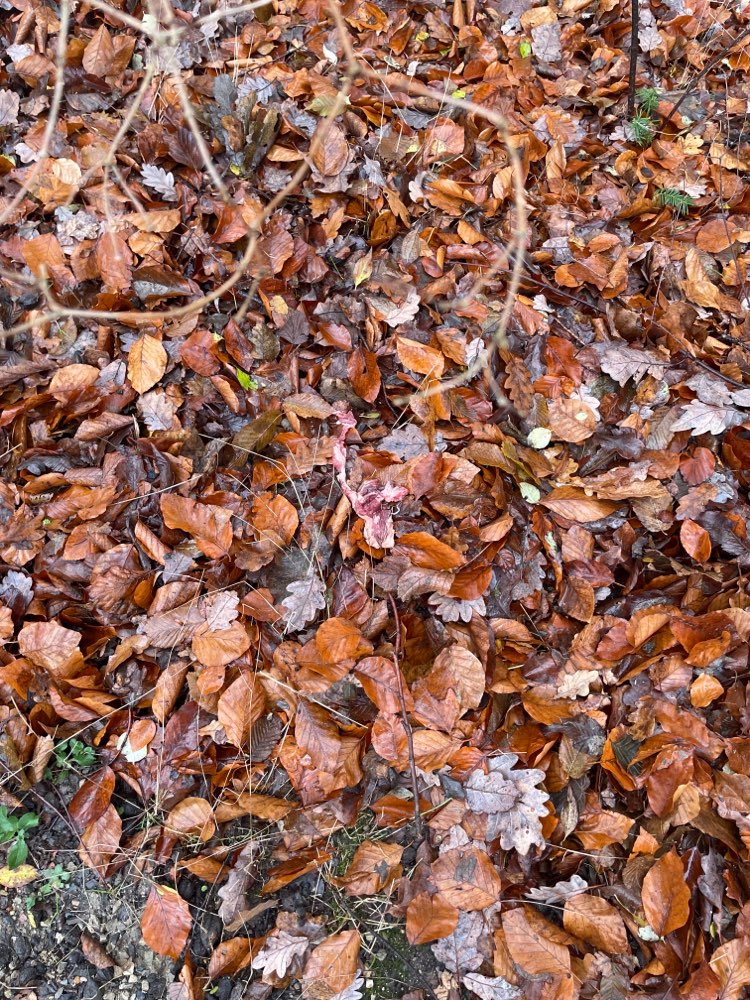 Giftköder-Fleischköder-Profilbild