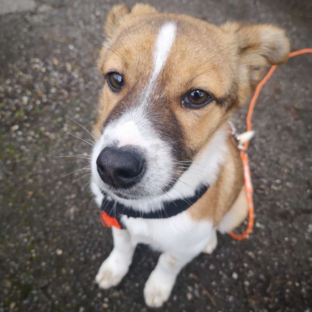 Hundetreffen-Welpentreffen Raum Geilenkirchen gesucht-Profilbild