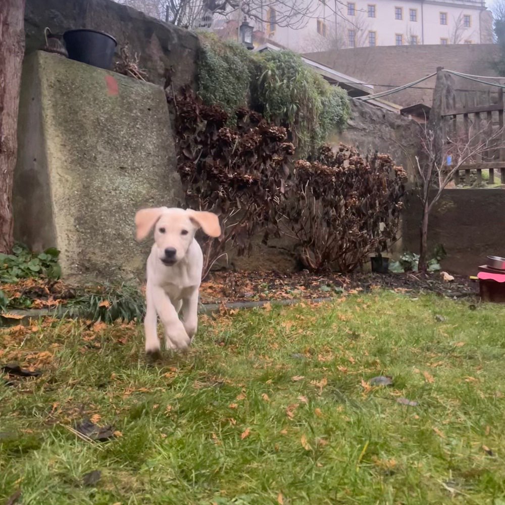 Hundetreffen-Welpentreffen-Profilbild