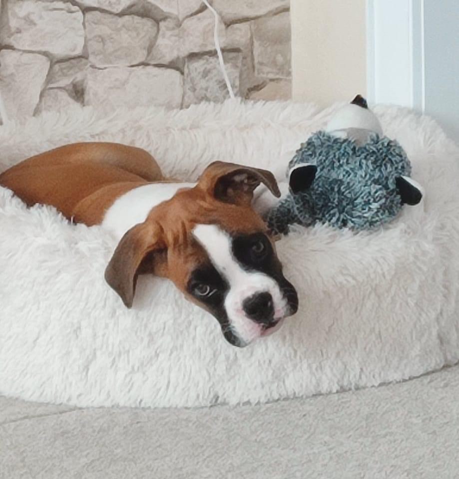 Hundetreffen-Welpentreffen & Hundefreunde-Profilbild