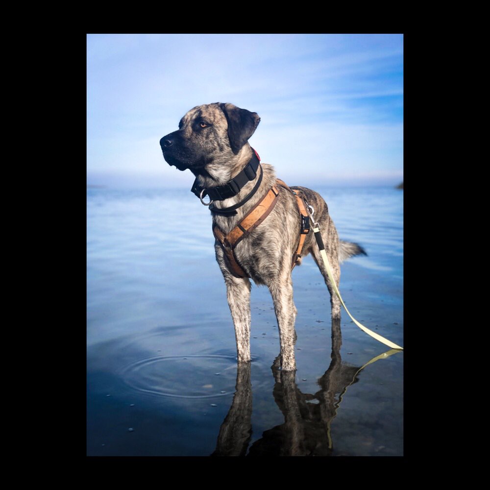 Hundetreffen-Social Walk-Profilbild
