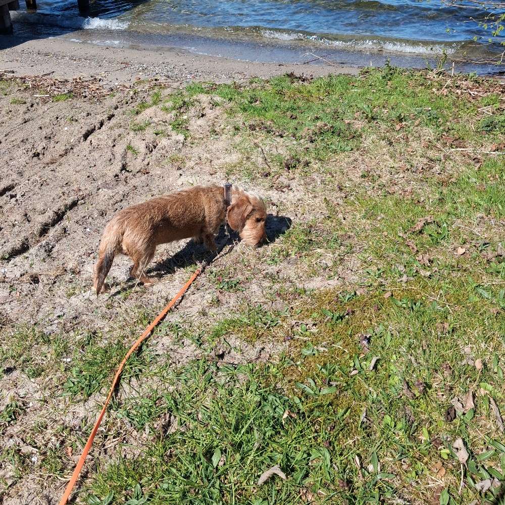 Hundetreffen-Kleine Hunderunde für Senioren-Profilbild