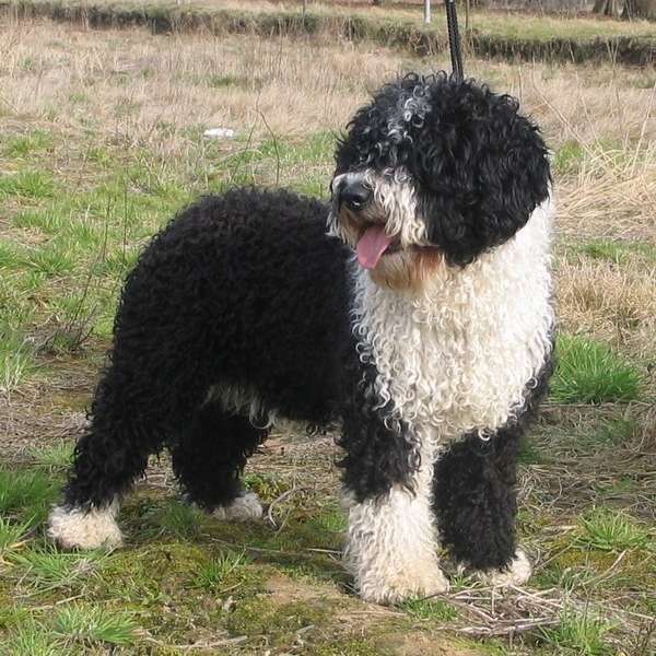 Hundetreffen-Spanische Wasserhunde 12589-Profilbild