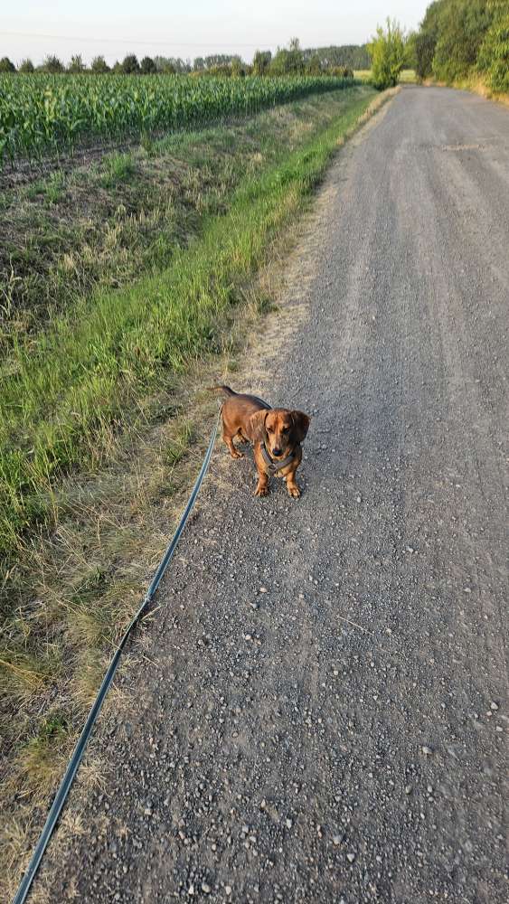 Hundetreffen-Gassirunde und neue Freundschaften knüpfen-Profilbild