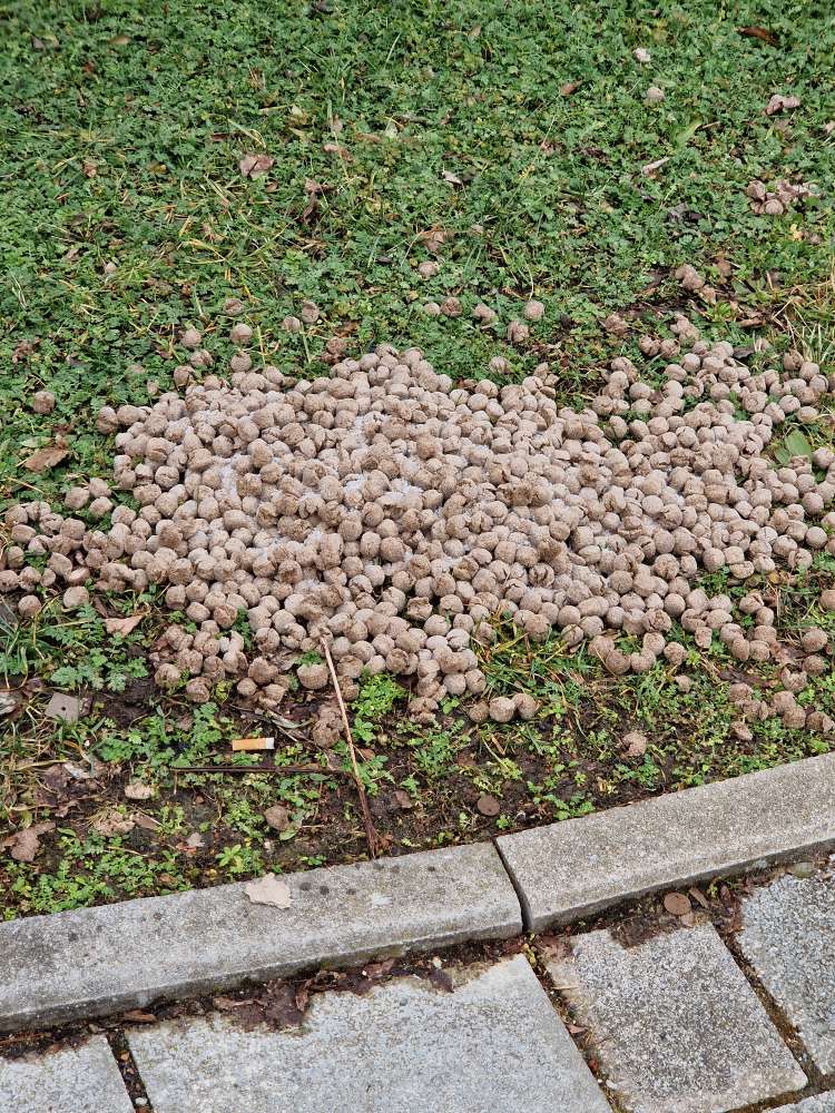 Giftköder-Riesiger Haufen Hundefutter(?)-Profilbild