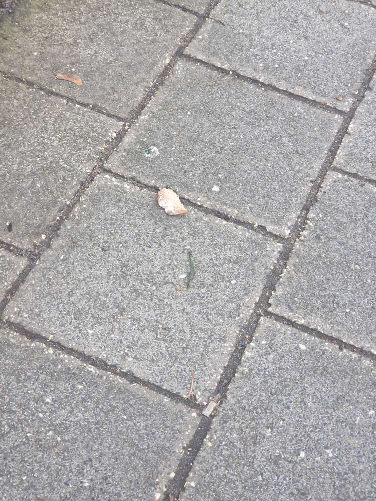 Giftköder-Pulver und Butterbrot-Profilbild