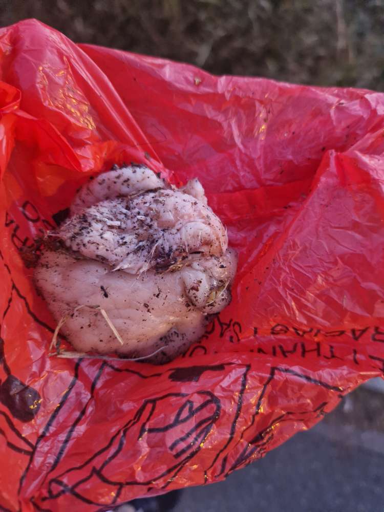 Giftköder-Fleischstücke in Wiese-Profilbild