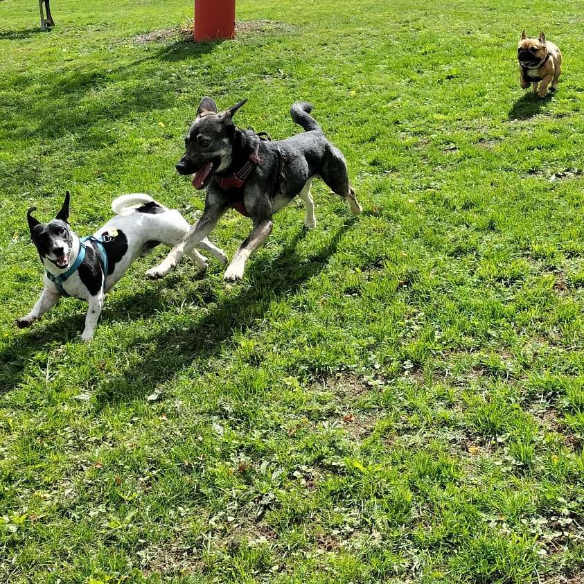 Hundetreffen-Spielerunde für kleine Hunde-Profilbild
