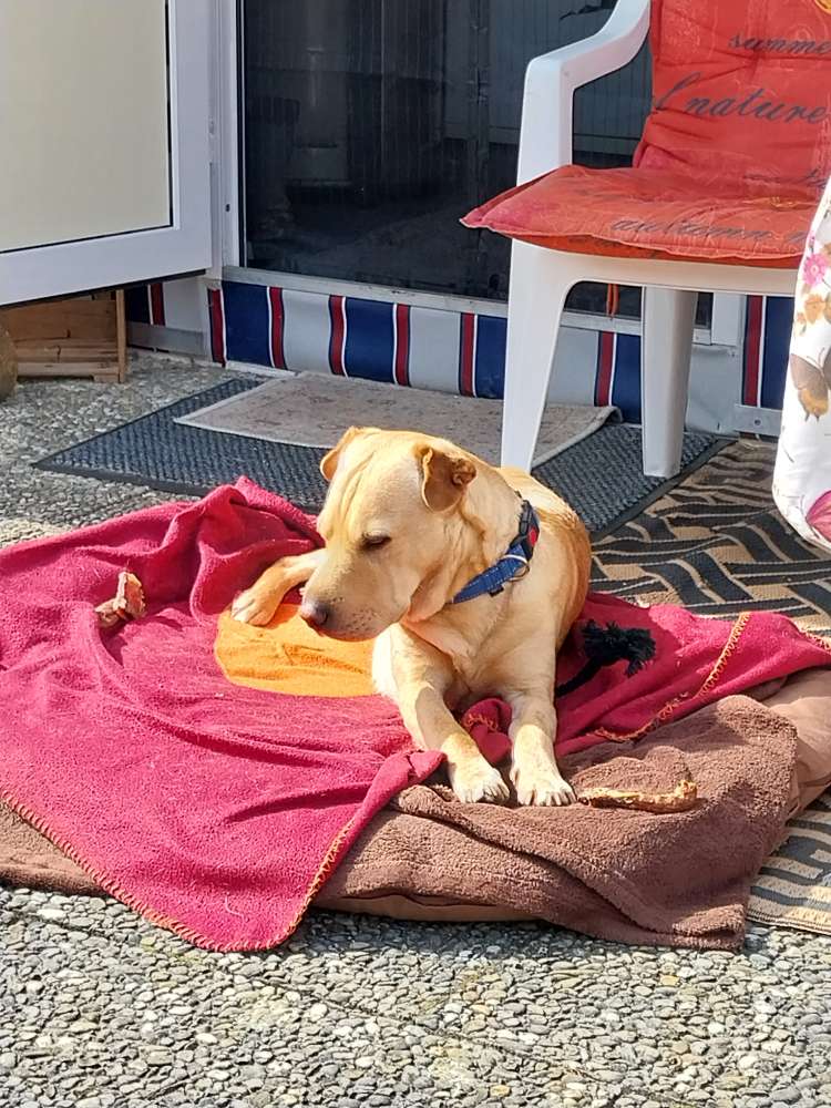 Hundetreffen-Landkreis Cham-Profilbild