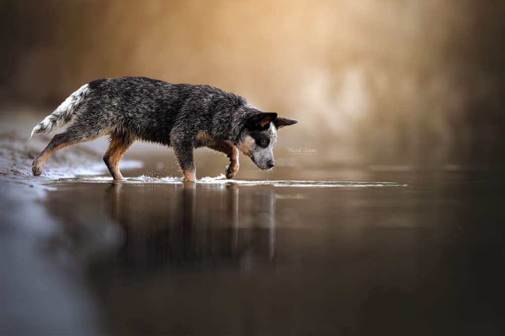 Hundetreffen-Spiel- und Gassifreunde gesucht-Profilbild