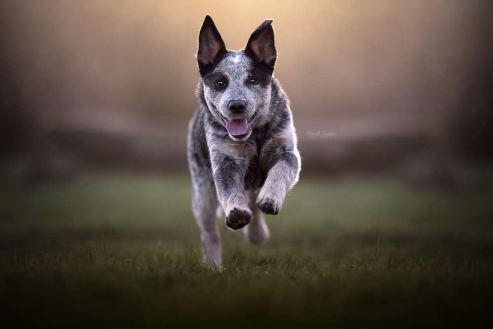 Hundetreffen-Wo sind die Australian Cattle Dogs und die Cattle Mischlinge?-Profilbild