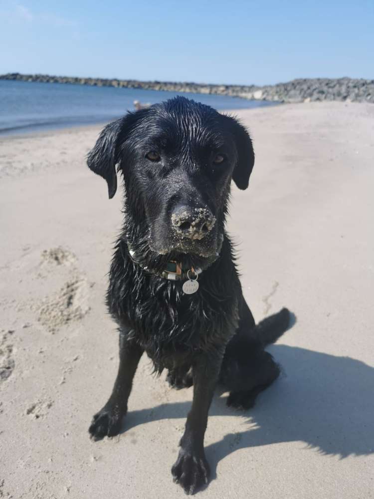 Hundetreffen-Ruhiger Trainingspartner gesucht-Profilbild