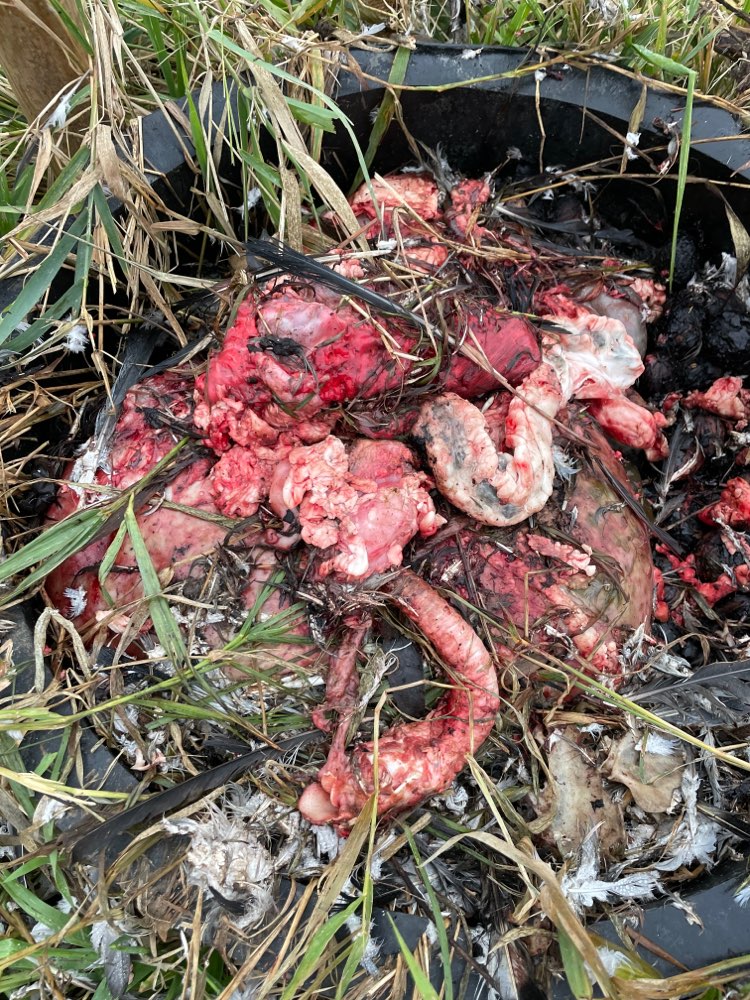 Giftköder-Größere Mengen Innereien-Profilbild