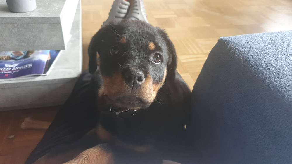 Hundetreffen-Welpen Sozialisierung-Profilbild