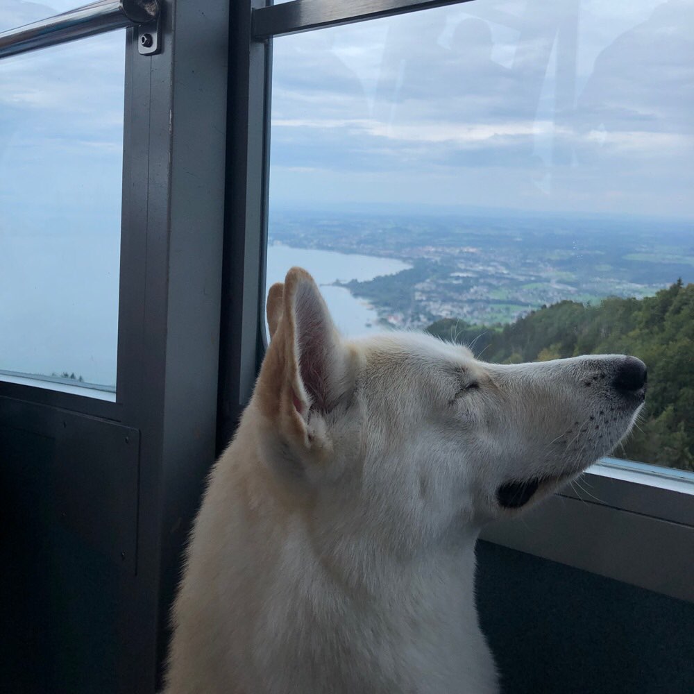 Hundetreffen-Spielpartner gesucht-Profilbild