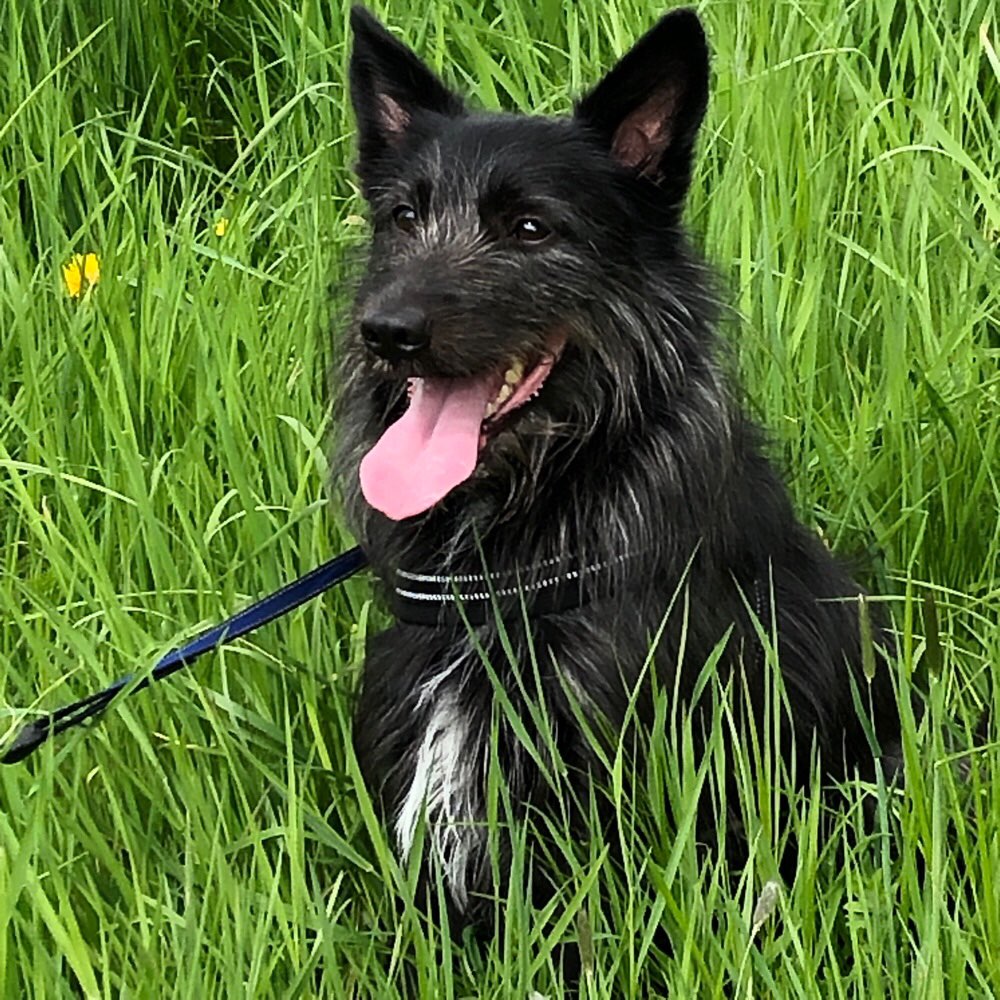Hundetreffen-Treffen zum gemeinsamen Spazieren gehen-Profilbild