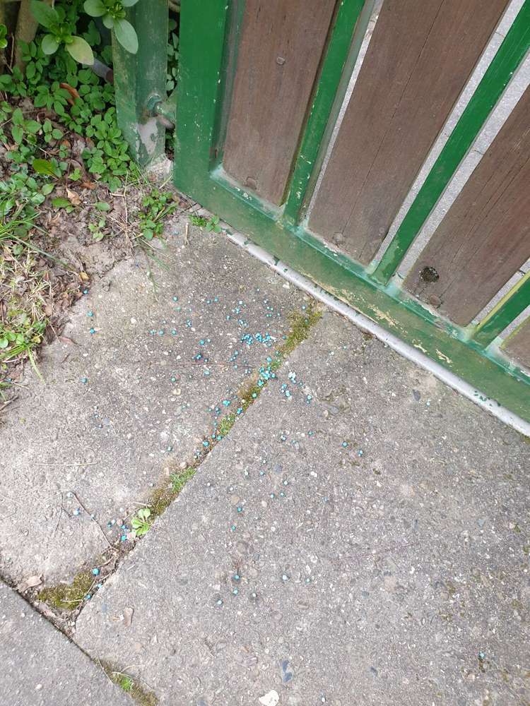 Giftköder-Schneckenkorn-Profilbild