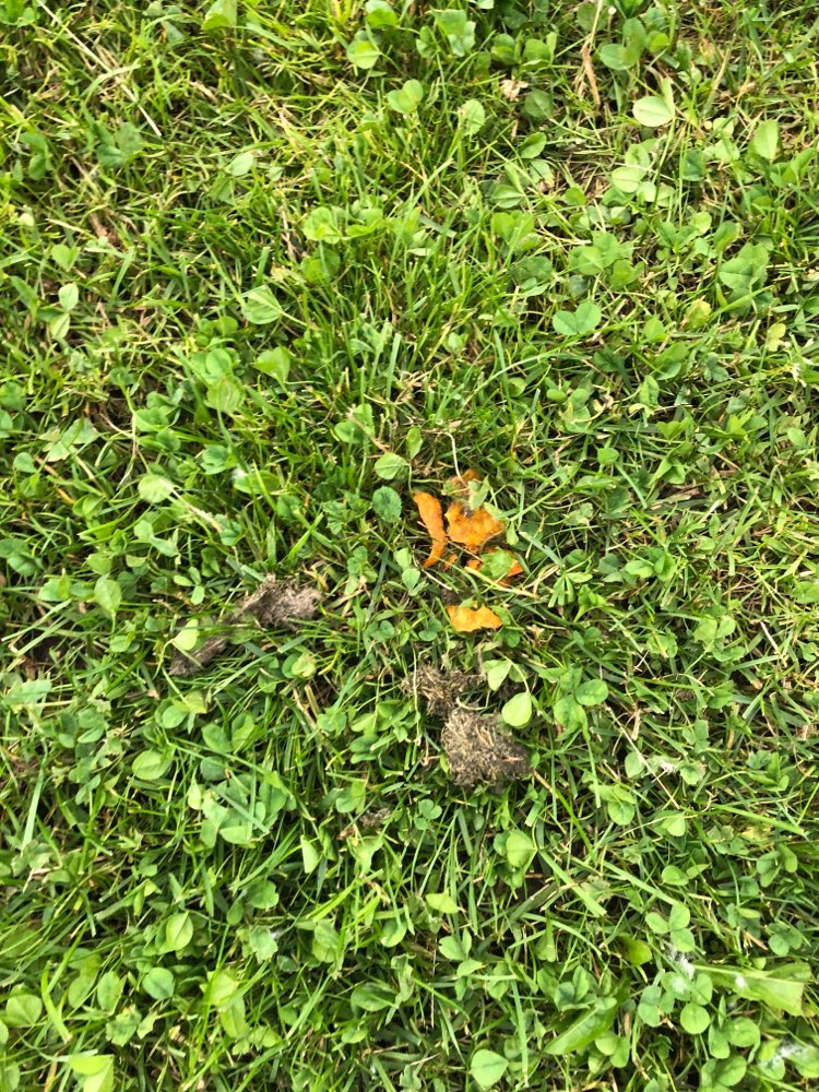 Giftköder-Giftköder!-Profilbild