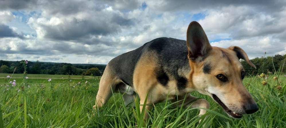 Giftköder-Giftköder Ludweiler Tierpark-Profilbild