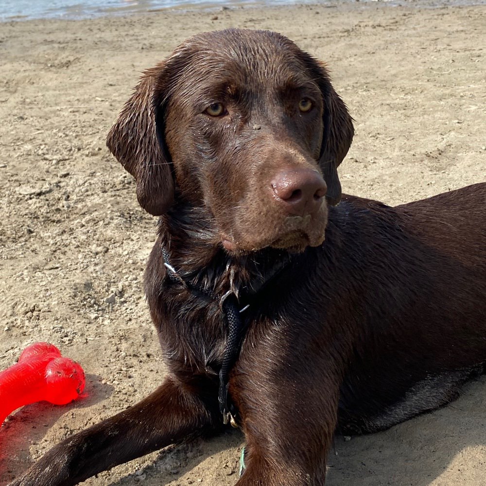 Hundetreffen-Gassirunde-Profilbild
